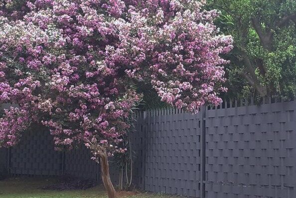 Polokwane Palisade Fence Weave